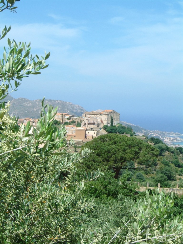 Corsica 15